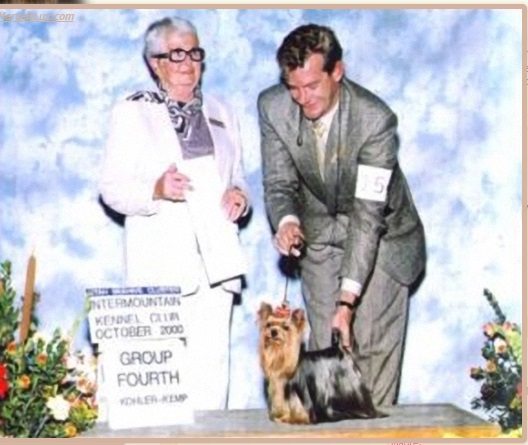 DURRER'S BRAVO BRAVO — Labaza DogPedigree YorkshireTerrier